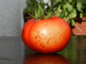 Tomate1